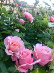 Roses in the estate of Tabiano Castello